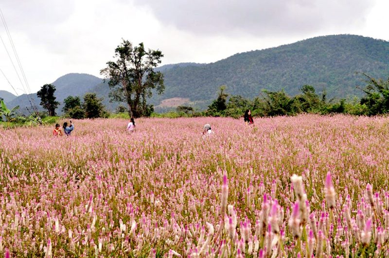 hoa dền hà giang