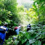 Trekking – Teambuilding núi Ba Vì (2N1Đ)