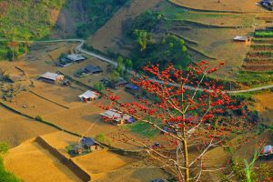 hoa gạo hà giang