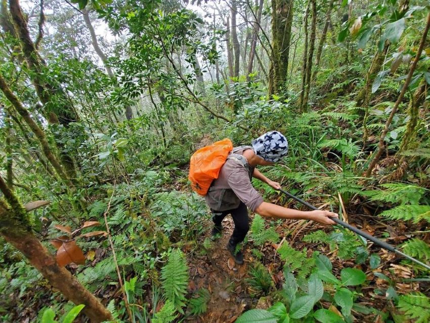 Tour trekking Tam đảo 1 ngày: Trọn gói, giá rẻ, nhiều ưu đãi