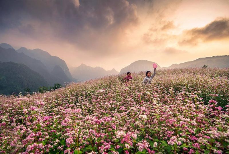 Hoa tam giác mạch Hoàng Su Phì