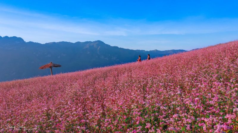 đồi hoa tam giác mạch