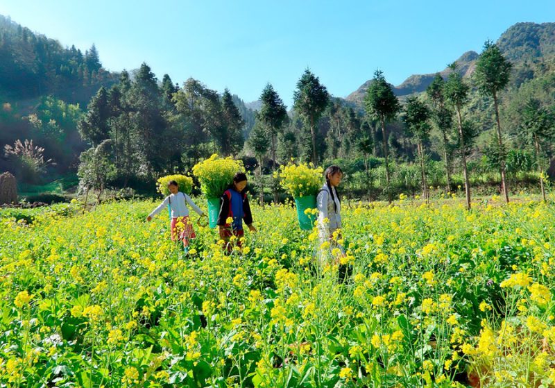 hoa cải hà giang