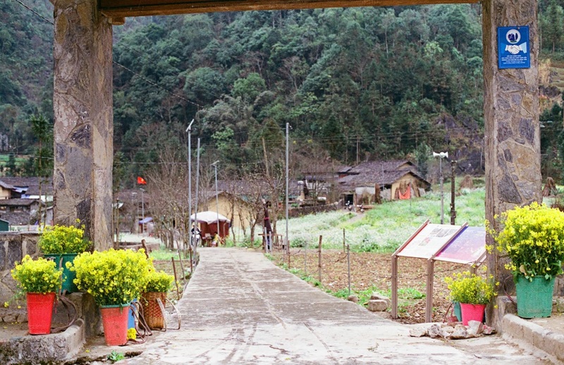 hoa cải hà giang