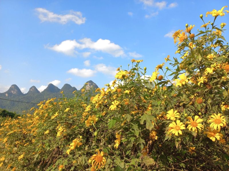 hoa dã quỳ hà giang