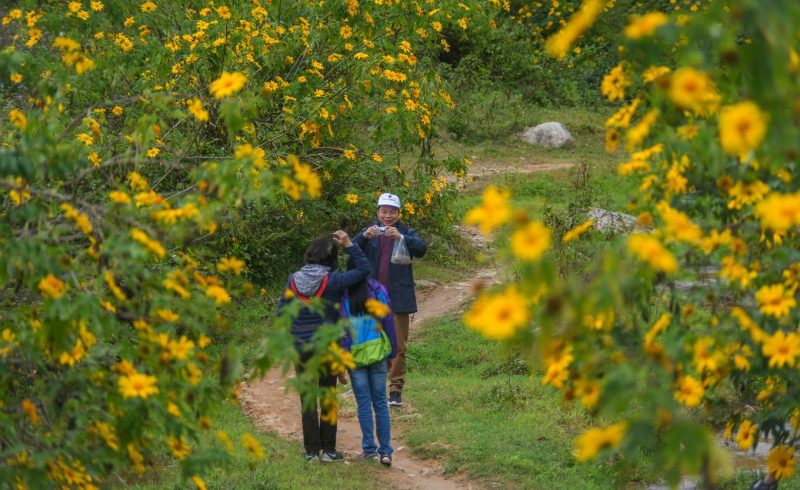 hoa dã quỳ hà giang