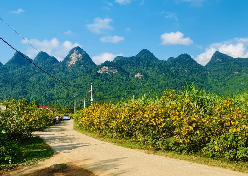 hoa dã quỳ hà giang