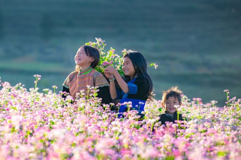 hoa tam giác mạch 1