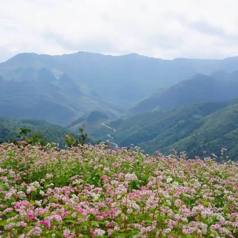 hoa tam giác mạch 4