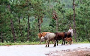 thị trấn yên minh hà giang