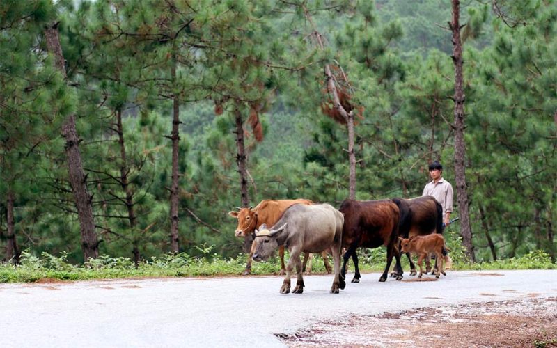 thị trấn yên minh hà giang