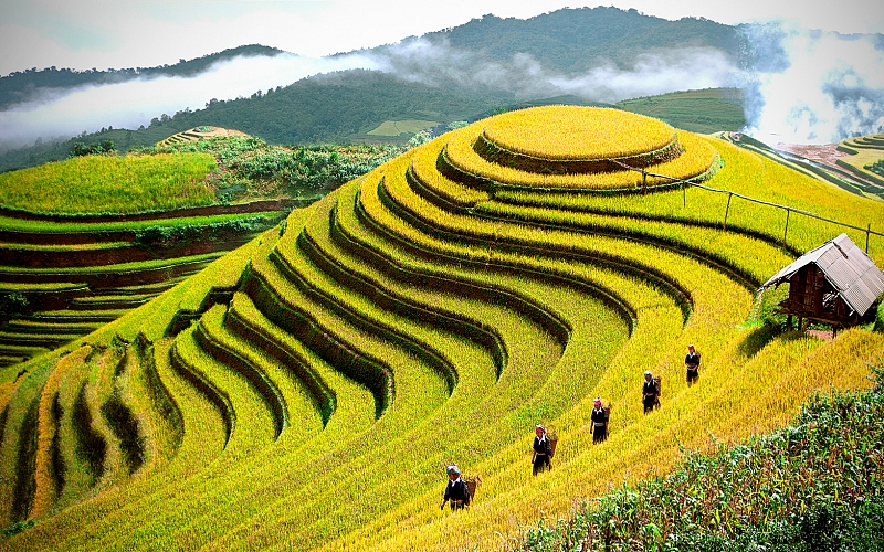 Check -in ruộng bậc thang