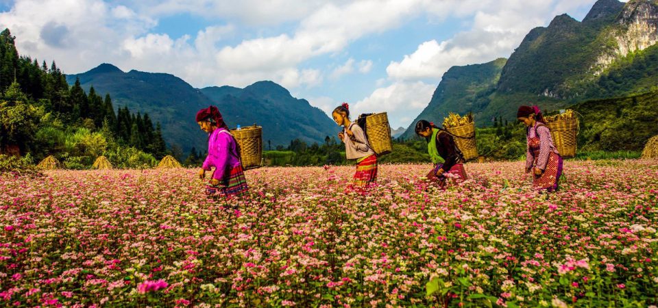 Mùa hoa tam giác mạch